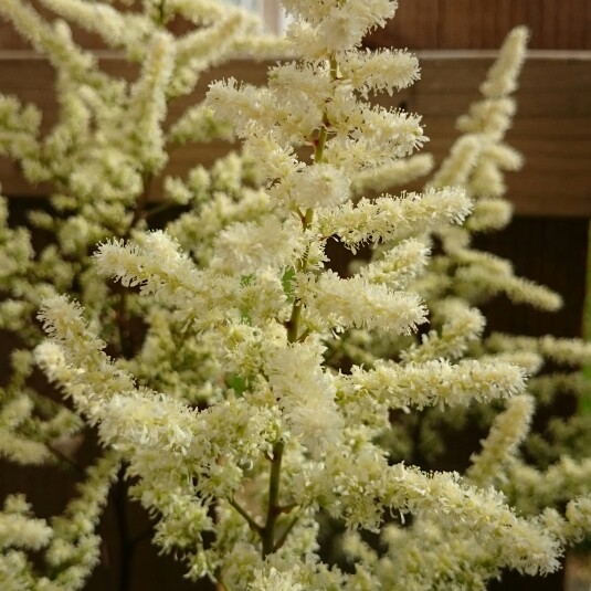 Plant image Astilbe japonica 'Washington'