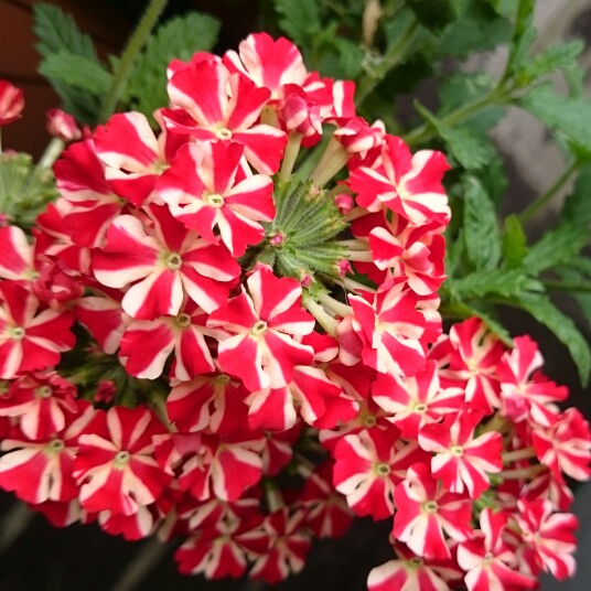 Plant image Verbena 'Voodoo Star'