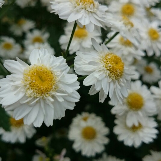 Plant image Leucanthemum x superbum 'Ice Star'