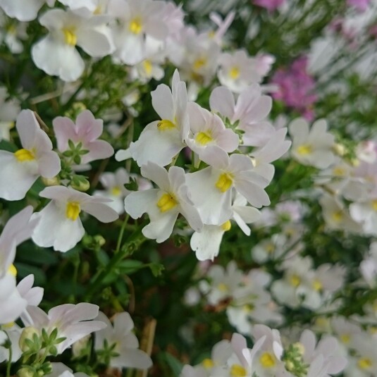 Nemesia maritana 'Sweet Lady'