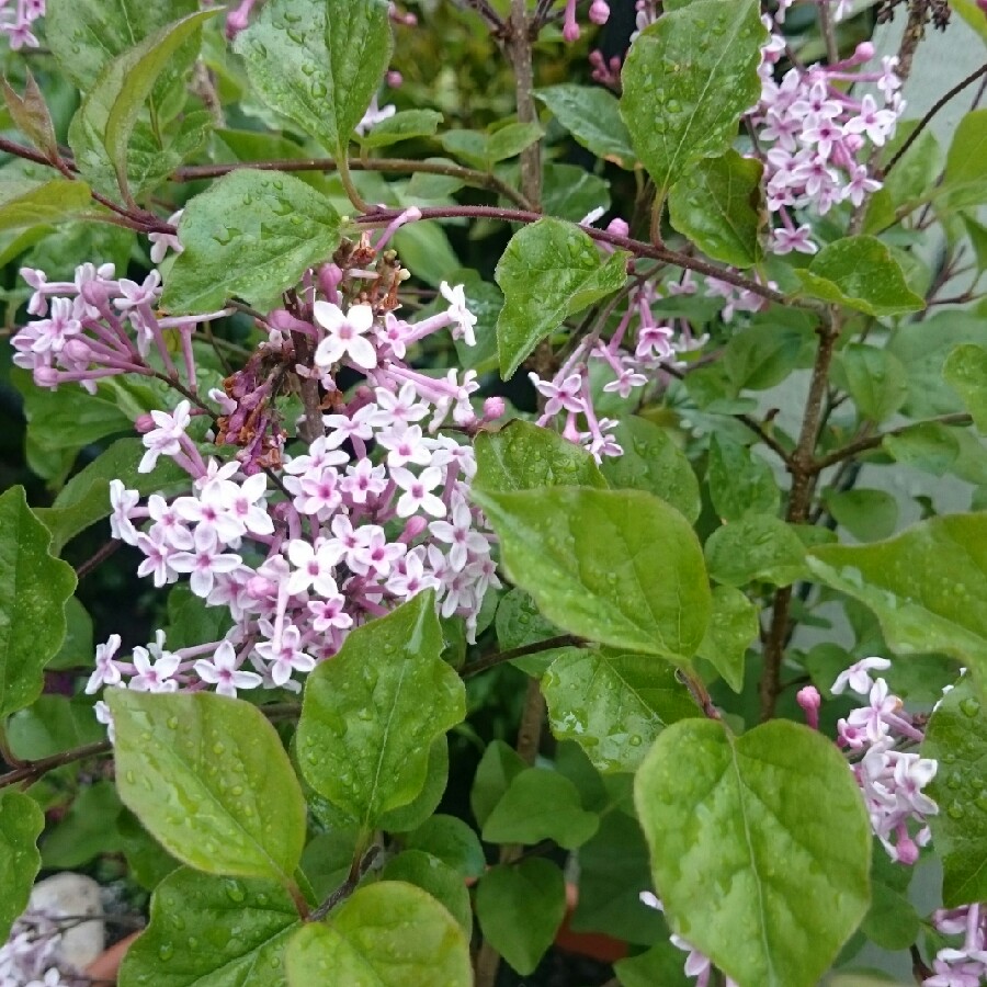 Syringa 'Morjos 060f' syn. Syringa 'Josee'