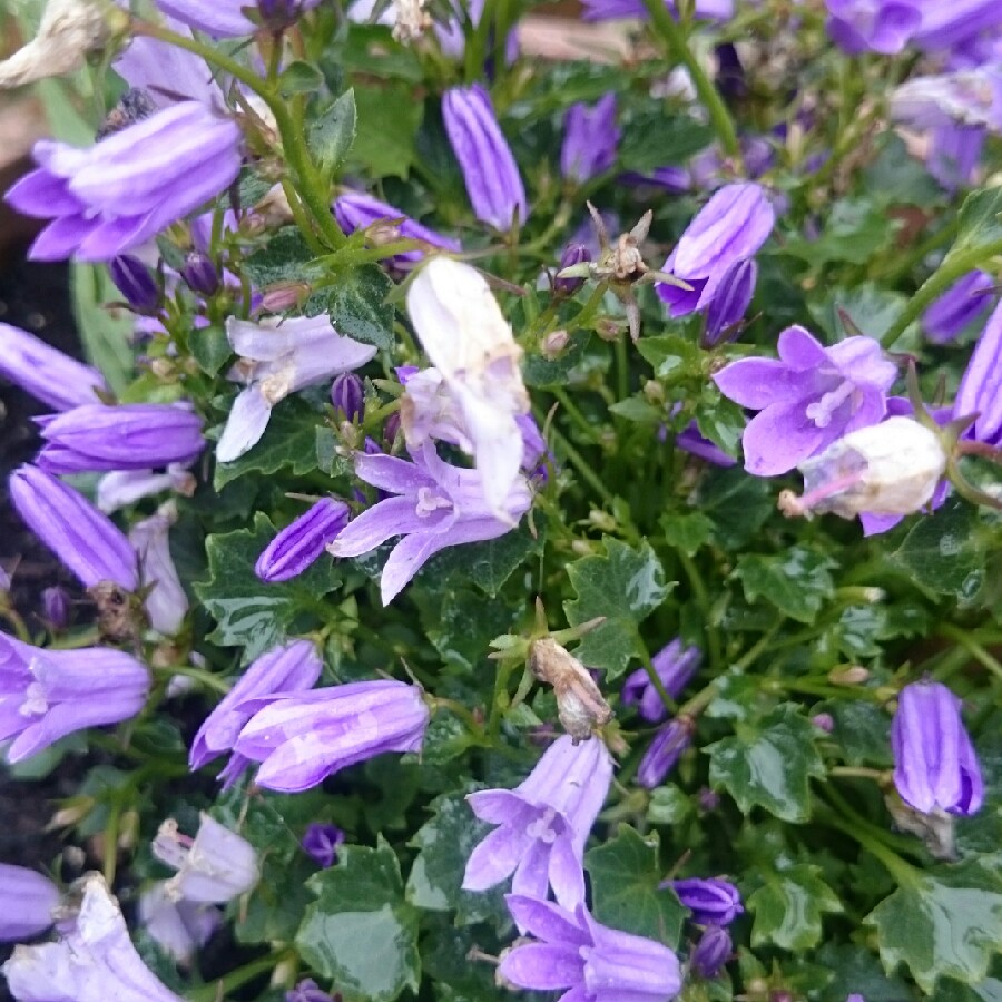 Plant image Campanula portenschlagiana 'Ambella'