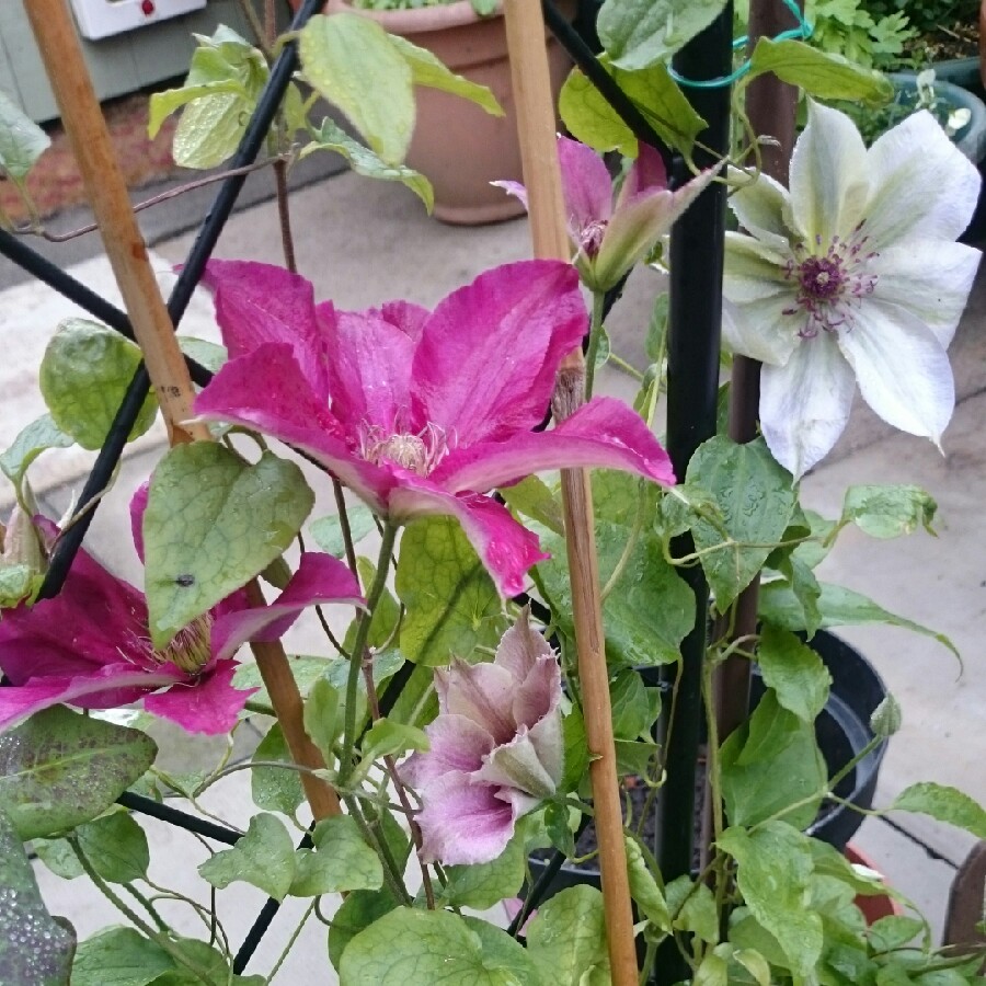 Clematis 'William Kennett'