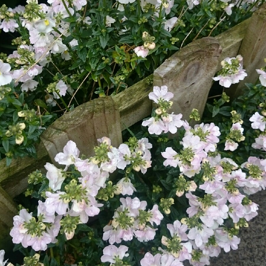 Nemesia maritana 'Sweet Lady'