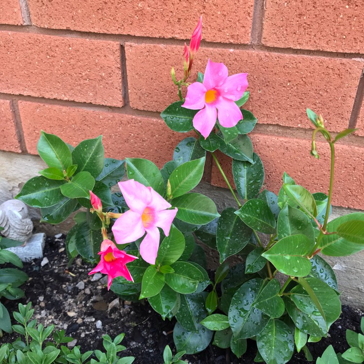 Plant image Mandevilla 'Sunmandecos' syn. Mandevilla 'Sun Parasol Giant Pink', Mandevilla 'Sundaville Cosmos Pink'