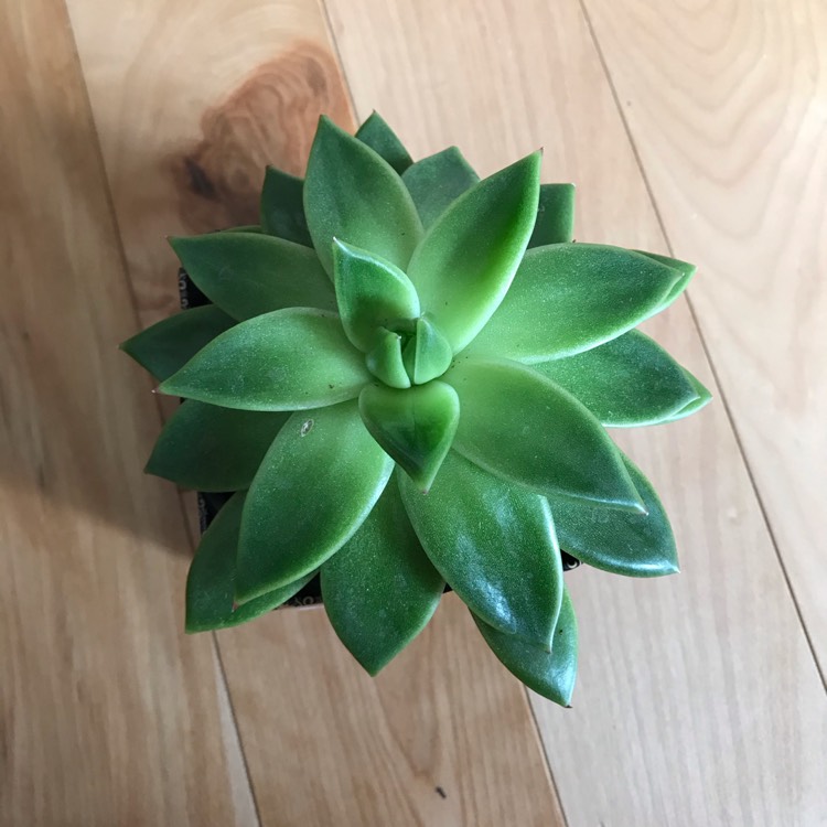 Plant image Echeveria Agavoides Corderoyi