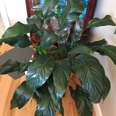 Spathiphyllum wallisii