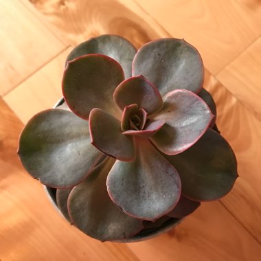 Echeveria Perle Von Nurnberg