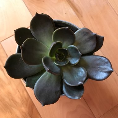 Echeveria Linda Jean