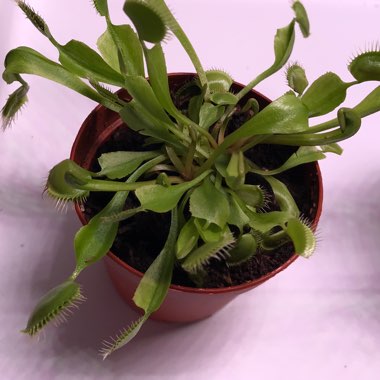 Dionaea muscipula