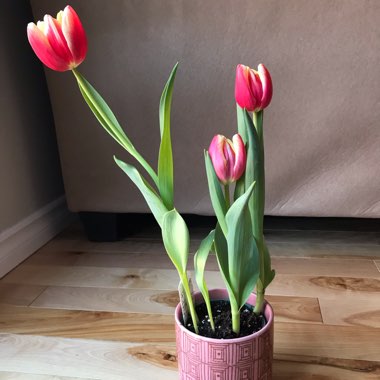 Tulipa