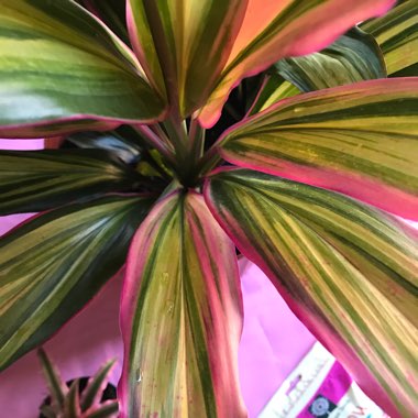 Cordyline 'Pink Joy' syn. Cordyline brasiliensis 'Pink Joy'