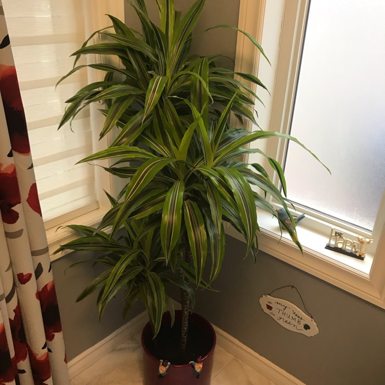 Plant image Dracaena deremensis 'Warneckii'