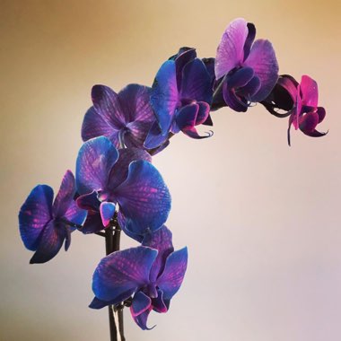 Phalaenopsis