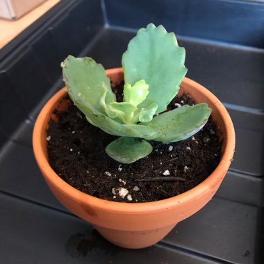 Kalanchoe daigremontiana syn. Bryophyllum daigremontianum