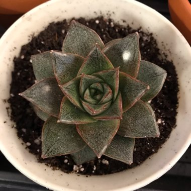 Echeveria Purpusorum