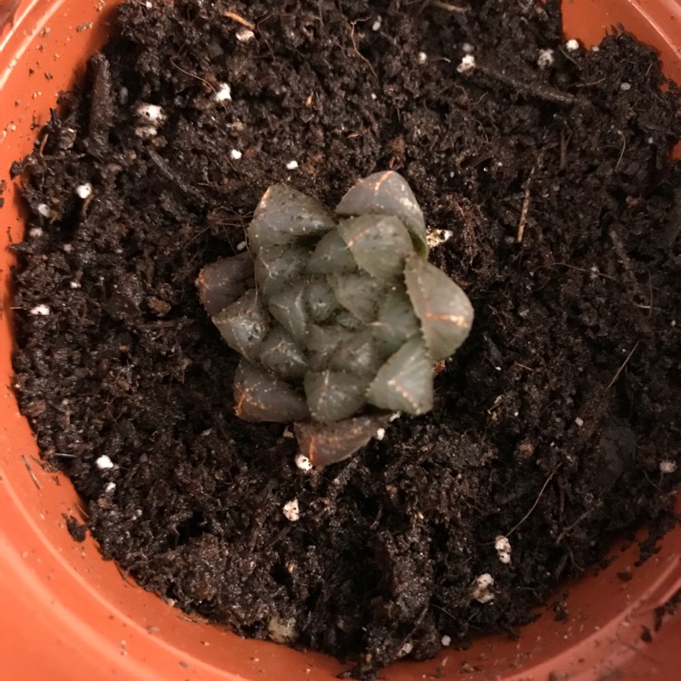 Plant image Haworthia cymbiformis var. obtusa