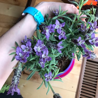 Lavandula stoechas 'Anouk' (Anouk Series)