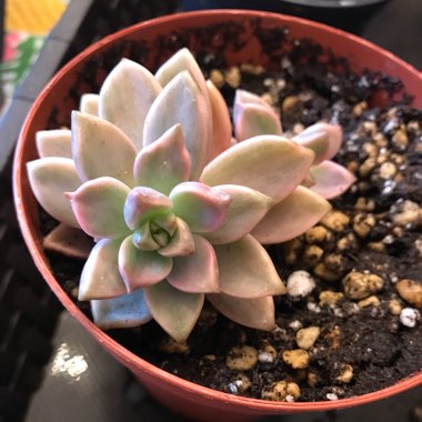 xGraptoveria