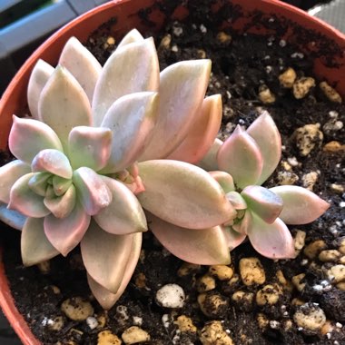 xGraptoveria