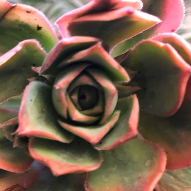 Aeonium Sunburst