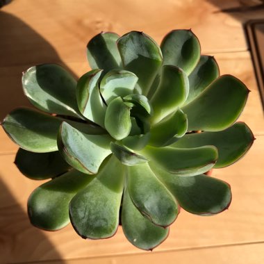 Echeveria Pulidonis