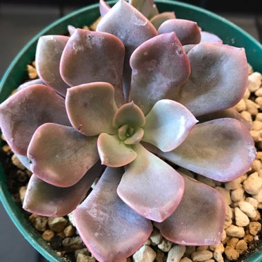 xGraptoveria Debbi