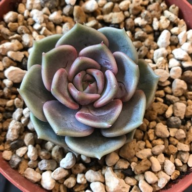 Echeveria