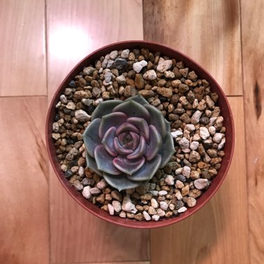 Echeveria