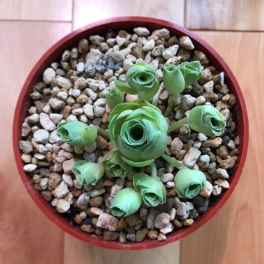 Aeonium Aureum