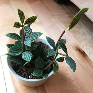 Peperomia puteolata