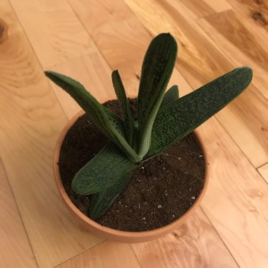 Gasteria