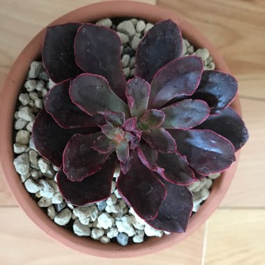 Echeveria Pink Frills