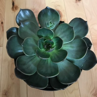 Echeveria Linda Jean