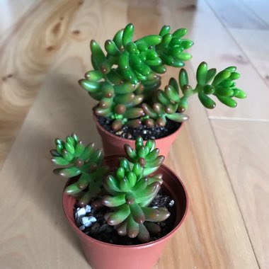 Sedum pachyphyllum