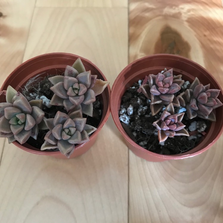 Plant image x Graptosedum Bronze Variegata