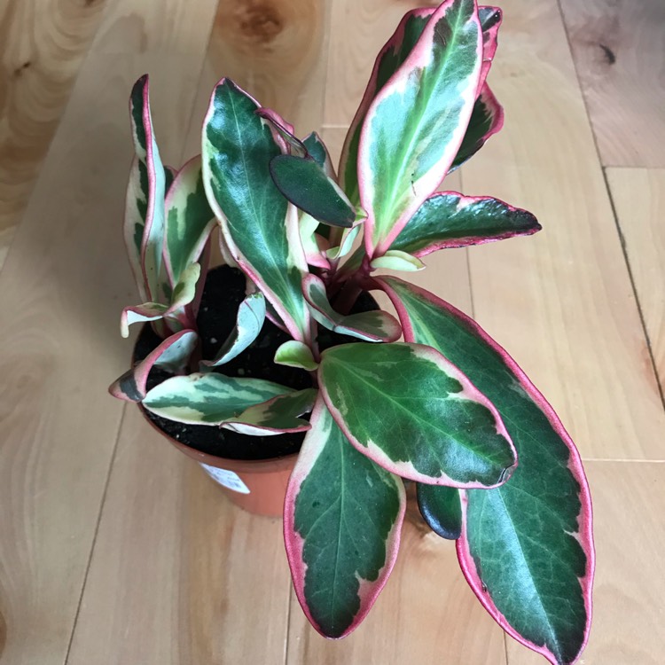 Plant image Peperomia Tricolor