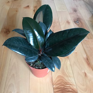 Ficus elastica 'Burgundy' syn. Ficus elastica 'Black Prince'