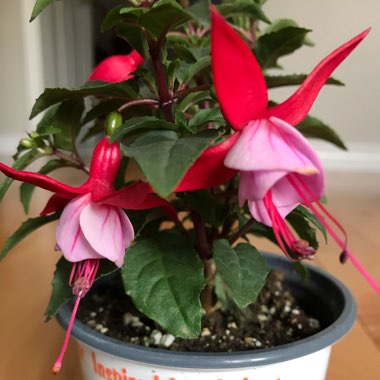 Fuchsia 'Snowcap'