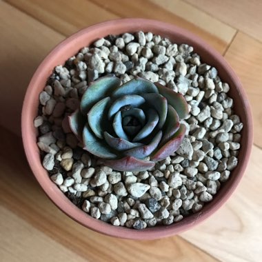 Echeveria Laui x Atlantis