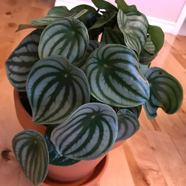 Peperomia argyreia