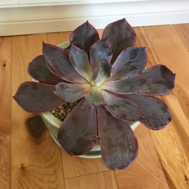 Echeveria Afterglow