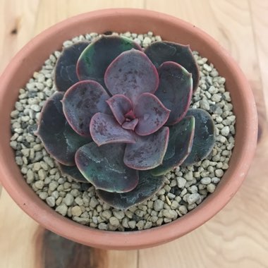 Echeveria Perle Von Nurnburg Variegata