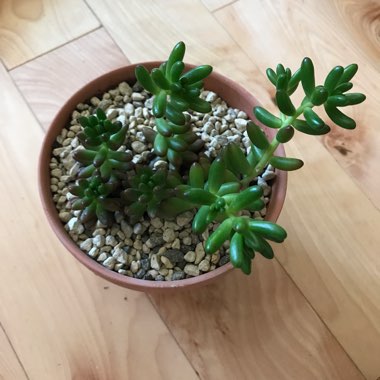 Sedum pachyphyllum