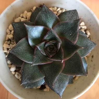 Echeveria Purpusorum