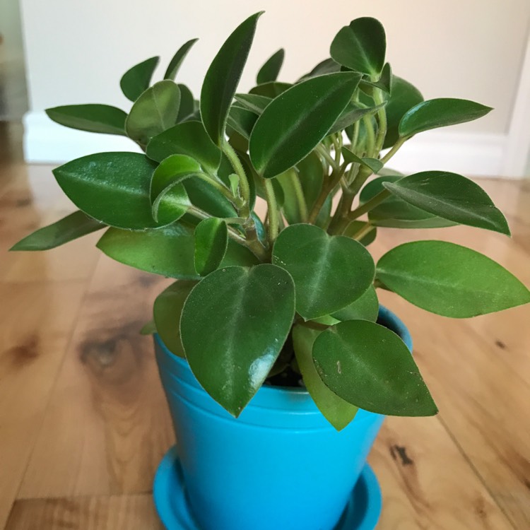 Plant image Peperomia orba 'Pixie Lime'