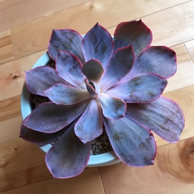 Echeveria Afterglow