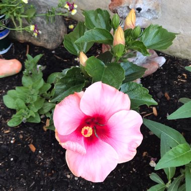 Hibiscus rosa-sinensis