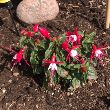 Fuchsia 'Snowcap'