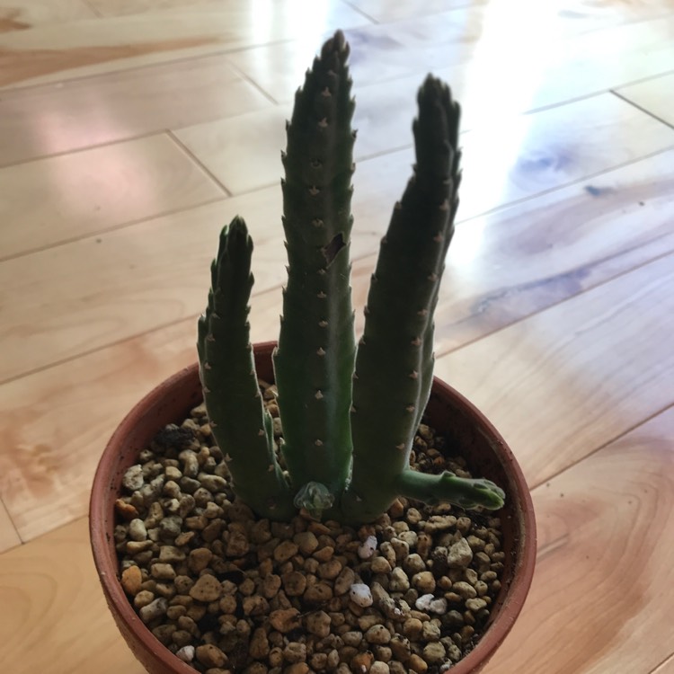 Plant image Huernia guttata subsp. guttata